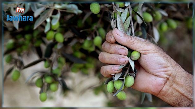 تقديرات بتراجع إنتاج زيت الزيتون وتصديره هذه السنة