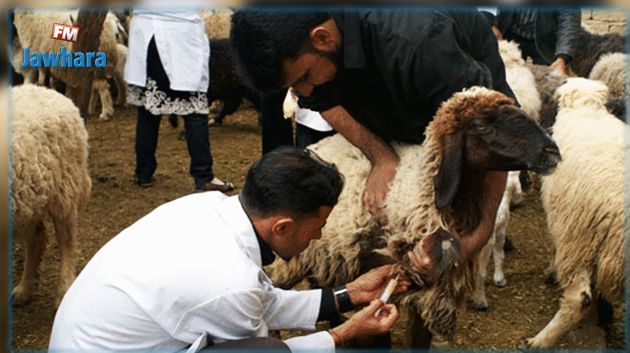 المنستير: نفوق 313 رأسا من الأغنام وإصابة 736 بمرض اللسان الأزرق 