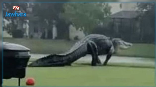  تمساح عملاق يقتحم ملعب جولف في فلوريدا (فيديو)