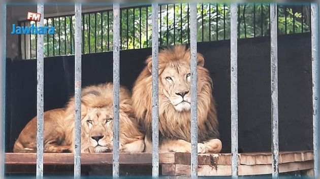 بلدية تونس : أسود البلفدير في صحة جيّدة