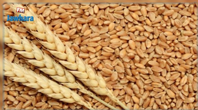 قمح مسرطن و