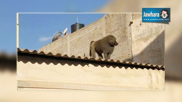 ليبيا : فرار 35 قردا من حديقة حيوانات في بنغازي