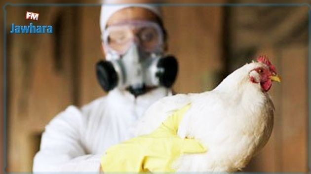 مخاوف بعد تسجيل أوّل إصابة بشرية بسلالة H5N8 من إنفلونزا الطيور: منظمة الصحة العالمية توضّح