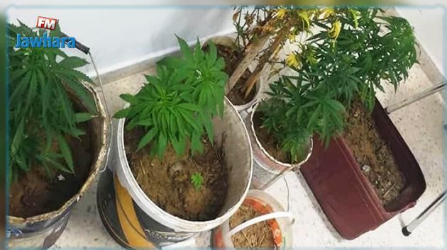 حمام سوسة : القبض على شاب يزرع الماريخوانا في منزله