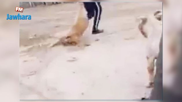 أطفال يعذّبون كلبا ويمثّلون بجثّته: تدخّل السلطات الأمنية بعد حملة واسعة على فيسبوك