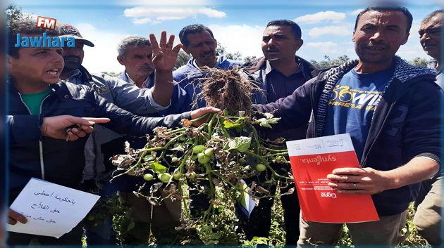 قربة: منتجو الطماطم يستغيثون بعد تضرّر أكثر من 80 بالمائة من زراعاتهم