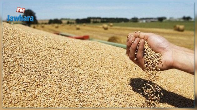 منوبة: تقديرات أوّلية بزيادة انتاج الحبوب بـ30 بالمائة مقارنة بالموسم الفارط 