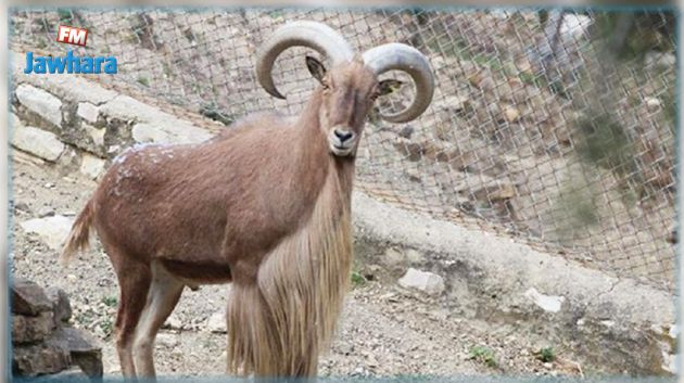 إعادة توطين الأروي المغاربي في جبل زغوان 