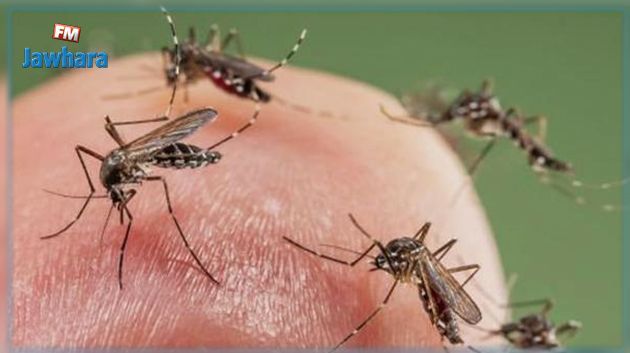 وزير البيئة بالنيابة: تدخلات عاجلة لمقاومة الحشرات