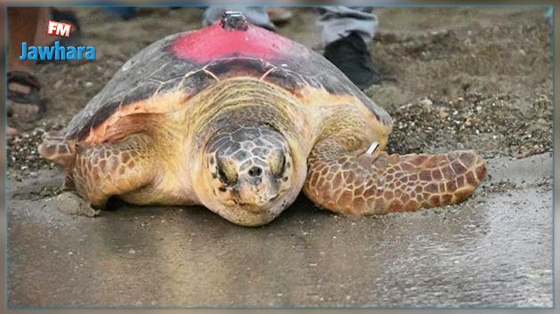 وصول سلحفاة 