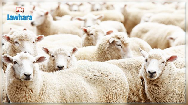 أضاحي العيد : المصالح البيطرية بوزارة الفلاحة تصدر بلاغا