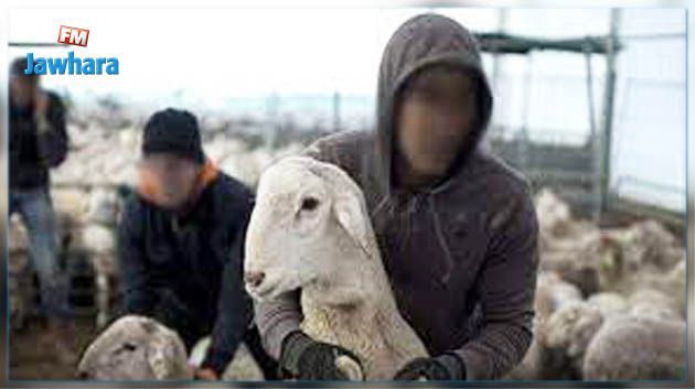 سليانة: القبض على 4 أشخاص من أجل سرقة أغنام و الإعتداء بالعنف على عوني حرس