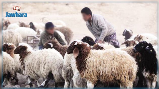 أضاحي العيد: وزارة الفلاحة تقرر إلغاء نقاط البيع من المنتج إلى المستهلك