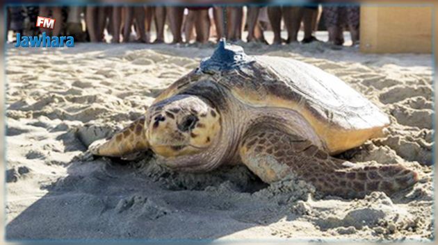 شواطئ جربة : الكشف عن اثار تعشيش السلحفاة الخضراء 