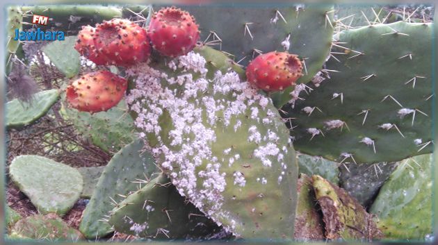 وزارة الفلاحة تحذر من الحشرة القرمزية