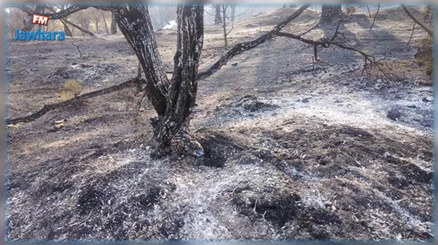 الفحص: طائرة عسكرية لإطفاء حريق جبل سيدي عويدات