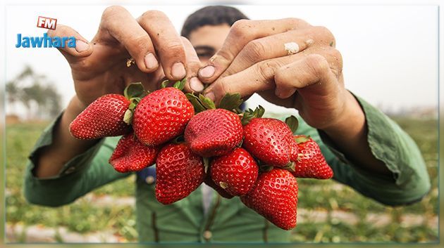 نابل: دعوة الفلاحين لتفادي زراعة الفراولة أمام تراجع المخزون بالسدود
