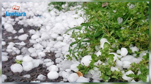 رئيس الاتحاد الجهوي للفلاحة: تضرّر أشجار التفّاح جراء تساقط البرد 