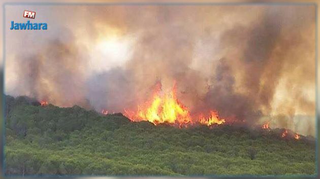  بنزرت: السيطرة على حريق غابة بشاطر والنيران تأتي على حوالي 25 هكتارا من النسيج الغابي