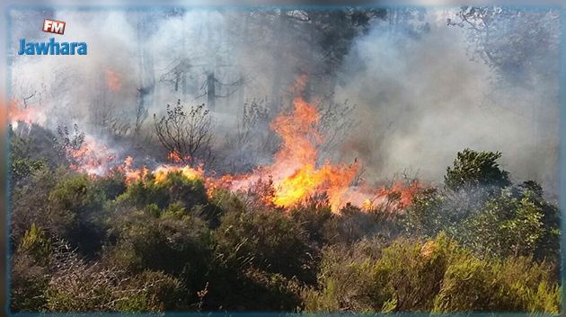 بنزرت: النيران تندلع مجدّدا في غابة 