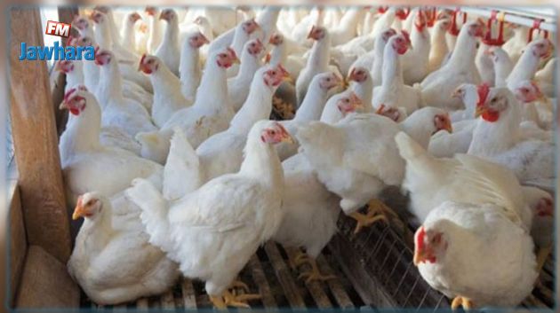 اتحاد الفلاحين يدعو إلى التخفيض في إنتاج الدواجن بنسبة 50 بالمائة والتوجه نحو بيع الدجاج الحيّ