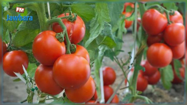 نابل: الجامعة الجهوية للطماطم تدعو الصناعيين إلى الإسراع في خلاص باقي مستحقات الفلاحين