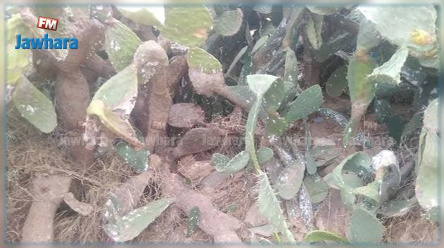 المهدية: ظهور الحشرة القرمزية بنبتة التين الشوكي 