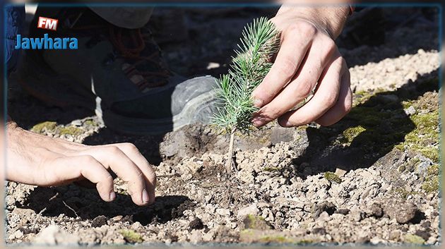 اثر حرائق طالت الغابات: حملة وطنية لغراسة مليوني شجرة 