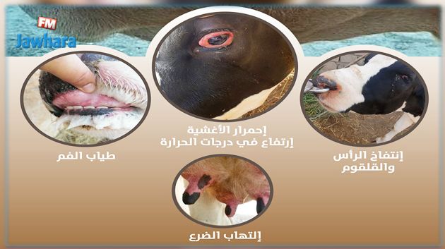 رصد 33 بؤرة لمرض اللسان الأزرق عند الأبقار والأغنام