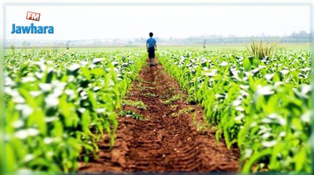 ارتفاع حجم الاستثمارات الفلاحية بنسبة 29.4%