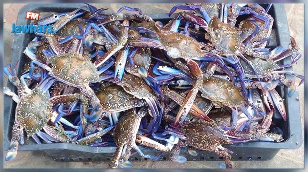 الفاو: الصيادون التونسيون يحاربون السلطعون الأزرق بتصديره