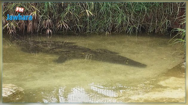  بلدية تونس : تمساح البلفدير بخير و يمكنكم زيارته للتأكد