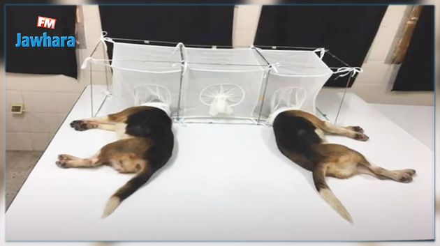 الهاشمي الوزير ينفي تعذيب الكلاب للقيام بتجارب مخبرية بمعهد باستور (فيديو)