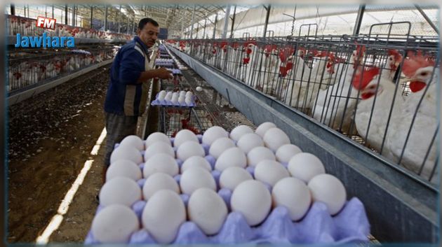 النقابة التونسية للفلاحين بالمهدية: قرار تسقيف أسعار بيض الاستهلاك أحادي الجانب