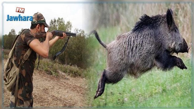  القيروان: وكالات أسفار تنظم رحلات صيد سياحي للخنازير 