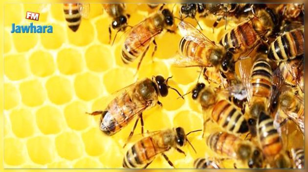 اتحاد النحالين العرب يبادر ببعث مركز عربي للبحث والتكوين في مجال عسل النحل في تونس