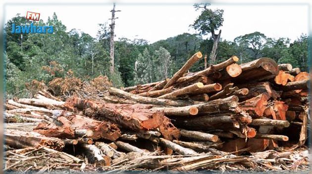 بينهم امرأة : 3 أشخاص يحاولون حرق رئيس دائرة الغابات بالقصرين 