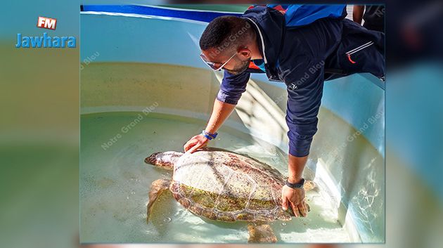 انقاذ سلحفاة بحريّة بفضل تعاون البحّارة 