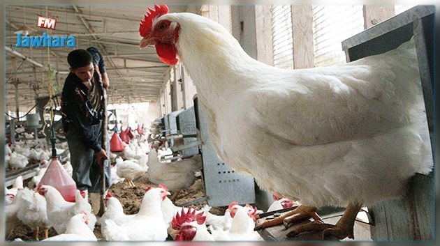 انتشر في عدة دول :وزارة الفلاحة تدعو إلى الابلاغ عن أيّ حالة اشتباه بانفلونزا الطيور
