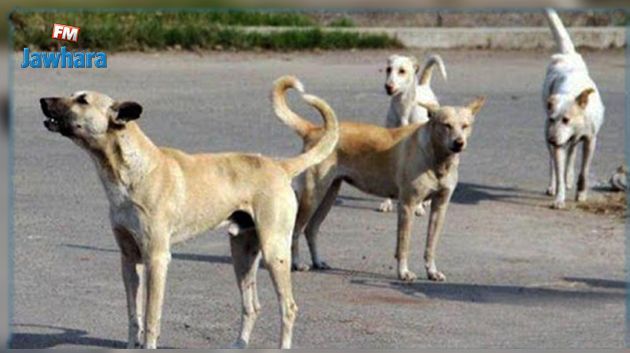 حالته حرجة: رضيع تنهشه الكلاب في القصرين