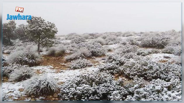القصرين : بداية تساقط الثلوج بالمرتفعات