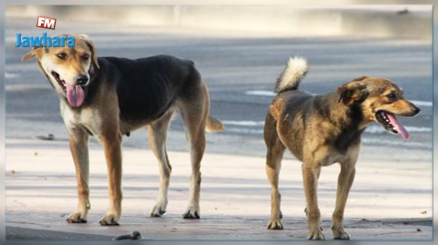 نهشته الكلاب : وفاة رضيع متأثرا بإصاباته البليغة