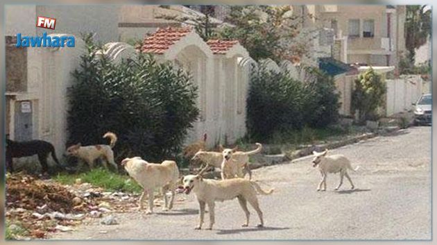 قبلي: حملة لقنص الكلاب السائبة بعد تكرر فتكها بالمواشي