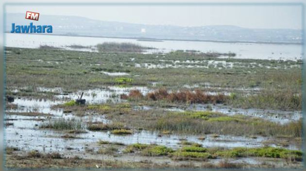 انطلاق حملة تشجير 10 هكتارات بسبخة السيجومي