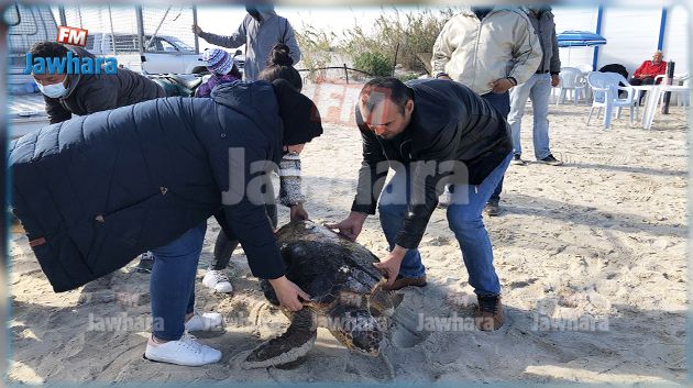 جربة: إعادة 3 سلاحف إلى البحر بعد أن علقت في شباك البحارة (صور)