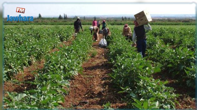 عبد المجيد الزار : الفلاحة العائلية تؤمن 80 بالمائة من قوت العائلات