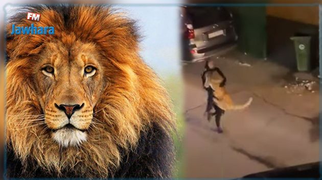 حملته بثقة تامّة بين ذراعيها: فتاة تقبض على أسد هارب (فيديو)
