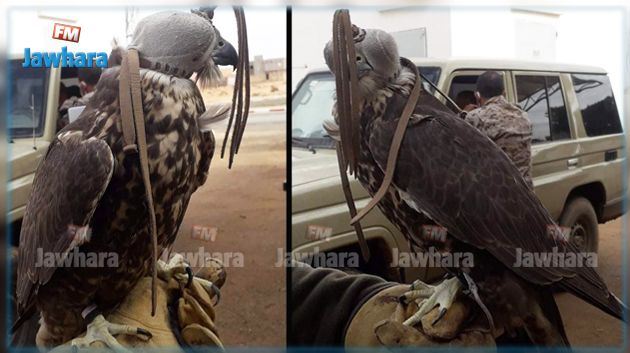 بن قردان: إيقاف تونسيين وقطري وليبي بحوزتهم نسران مدرّبان