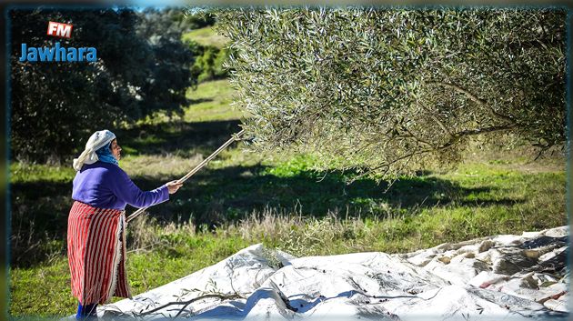 المنستير: تقدّم جني الزيتون بنسبة 90 في المائة