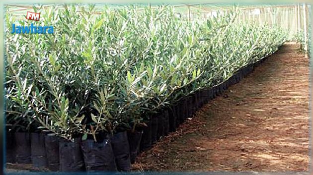 ديوان الزيت يعرض شتلات زيتون للبيع مقابل 500ر2 دينار